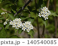 カマツカの花 140540085
