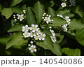 カマツカの花 140540086