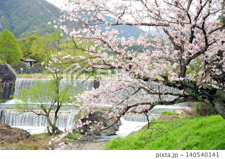 京都 柊野ダムの桜 京都 柊野ダムの桜 140540141