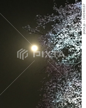 満月と桜 140540187