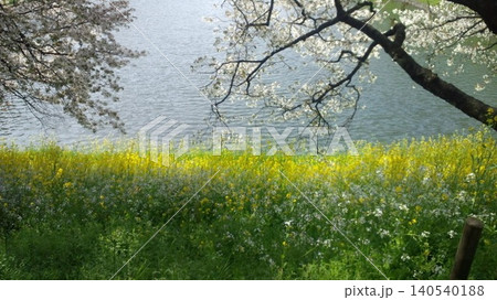桜と菜の花 桜と菜の花 140540188