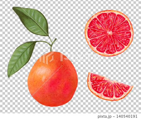 Collection of whole grapefruit, halves, slices with green leaves. Organic fruit. Watercolor hand drawn illustration. Healthy product for food packaging, juices. Clipart on the theme of healthy food 140540191