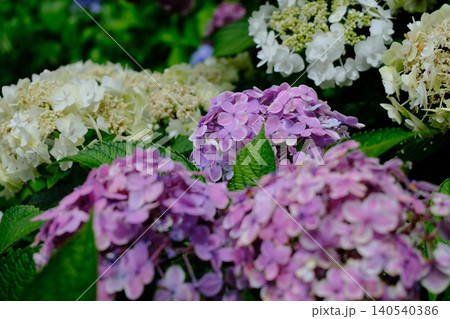 カラフルな紫陽花 カラフルな紫陽花 140540386
