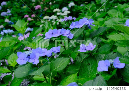 初夏の紫陽花 初夏の紫陽花 140540388