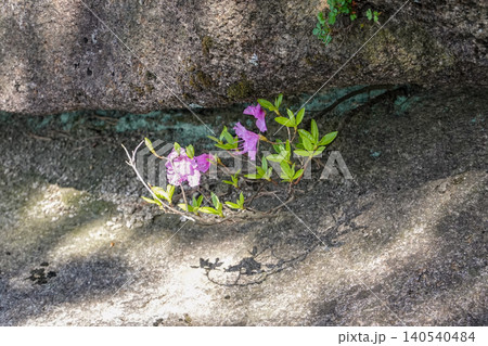 Pink azalea flowers blooming between a narrow gap of textured rustic rocks Pink azalea flowers blooming between a narrow gap of textured rustic rocks 140540484