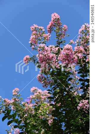 青空に向かって鮮やかに咲き誇る満開のサルスベリの花 140540601