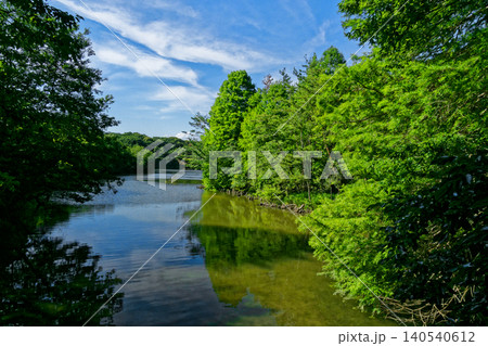 夏の岩本池風景　ラクウショウの気根 140540612
