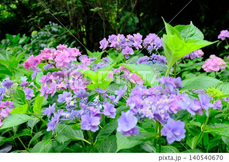 紫色の紫陽花が綺麗 紫色の紫陽花が綺麗 140540670