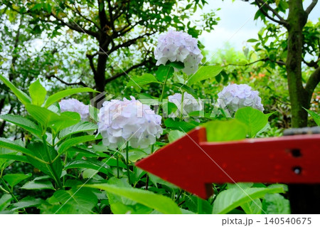 白い紫陽花と赤い矢印 140540675