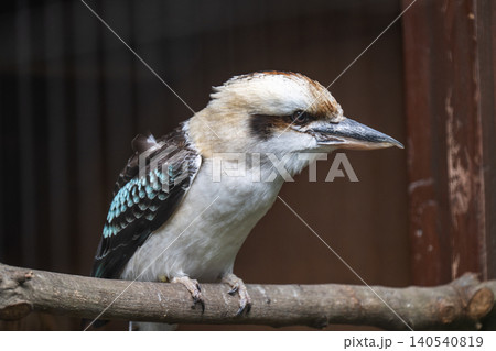 動物園のワライカワセミ 動物園のワライカワセミ 140540819