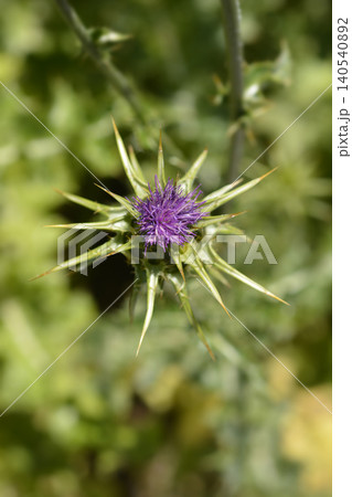 Milk thistle Milk thistle 140540892