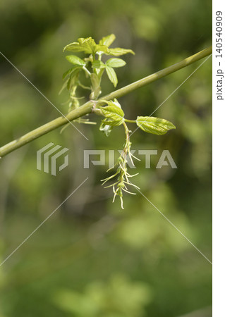 Boxelder maple 140540909
