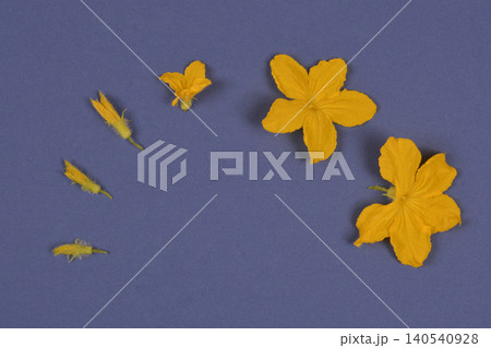 Yellow cucumber flowers and buds showing growth stages in an arc 140540928