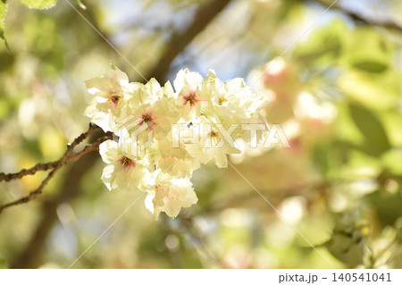 薄黄色の鬱金桜 薄黄色の鬱金桜 140541041