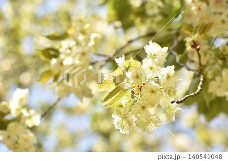 薄黄色の鬱金桜 薄黄色の鬱金桜 140541048