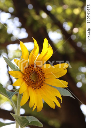 木漏れ日の中で美しく咲く鮮やかな黄色いひまわりの花 木漏れ日の中で美しく咲く鮮やかな黄色いひまわりの花 140541478