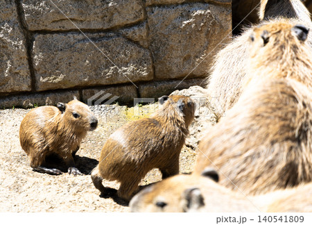 伊豆シャボテン動物公園のお母さんの後を追う赤ちゃんカピバラ 伊豆シャボテン動物公園のお母さんの後を追う赤ちゃんカピバラ 140541809