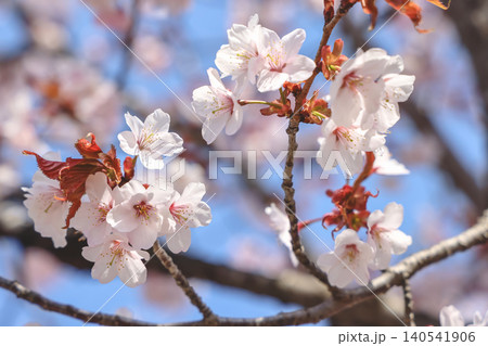 April 26 2026 Cherry Blossoms Close Up Spring Bloom April 26 2026 Cherry Blossoms Close Up Spring Bloom 140541906