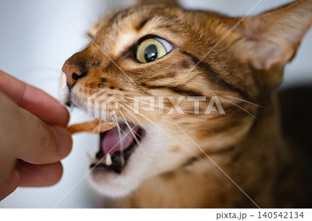 おやつを貰う猫 おやつを貰う猫 140542134