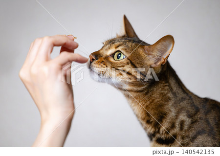 おやつを貰う猫 おやつを貰う猫 140542135