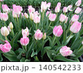 花壇に咲くピンク色のチューリップの花 140542233
