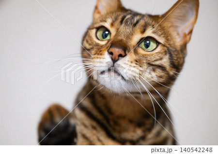 見つめる猫 見つめる猫 140542248