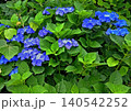 紫陽花 140542252