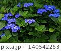 紫陽花 140542253