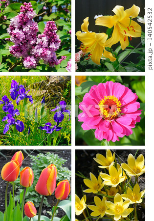 Beautiful nature collage of vibrant blooming garden flowers featuring purple lilac, yellow lily, blue iris, pink zinnia, colorful tulips, and spring crocuses, vertical frame. Beautiful nature collage of vibrant blooming garden flowers featuring purple lilac, yellow lily, blue iris, pink zinnia, colorful tulips, and spring crocuses, vertical frame. 140542532
