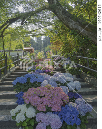 初夏の光が織りなす紫陽花の回廊 140542616