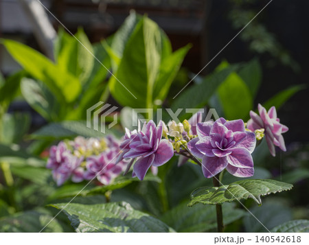 心きらめく初夏の八重咲き紫陽花 心きらめく初夏の八重咲き紫陽花 140542618