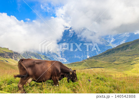 Cow grazing on a green alpine meadow in the Swiss Alps, Switzerland Cow grazing on a green alpine meadow in the Swiss Alps, Switzerland 140542808