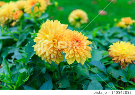 Yellow dahlia flowers in a garden Yellow dahlia flowers in a garden 140542852