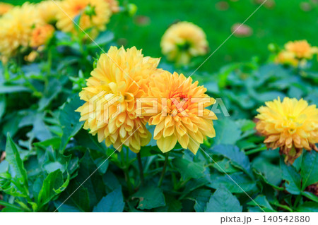 Yellow dahlia flowers in a garden Yellow dahlia flowers in a garden 140542880