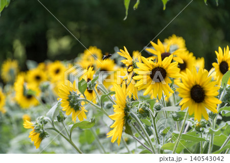 夏の青空の下で生き生きと咲き誇る向日葵の花畑 夏の青空の下で生き生きと咲き誇る向日葵の花畑 140543042