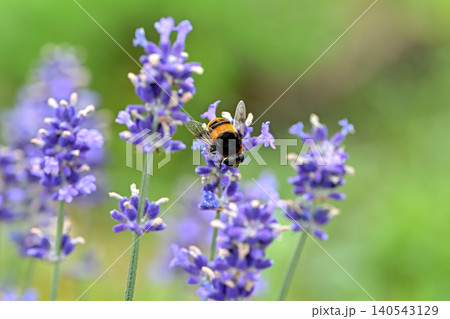 オオハナアブ 140543129