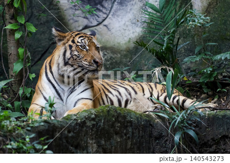 Majestic Bengal Tiger Resting in Tropical Jungle 140543273