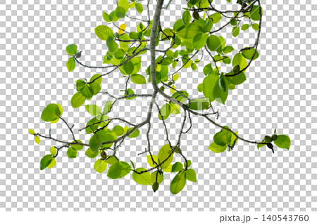 Tropical Tree Branch With Fresh Green Leaves and Young Fruits Isolated on Transparent Background Natural Botanical Element for Design and Decoration Tropical Tree Branch With Fresh Green Leaves and Young Fruits Isolated on Transparent Background Natural Botanical Element for Design and Decoration 140543760