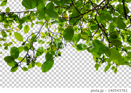 Tropical Tree Branch With Fresh Green Leaves and Young Fruits Isolated on Transparent Background Natural Botanical Element for Design and Decoration Tropical Tree Branch With Fresh Green Leaves and Young Fruits Isolated on Transparent Background Natural Botanical Element for Design and Decoration 140543761