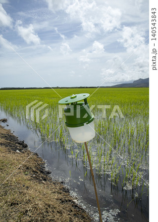 A pest control trap is placed in a flooded rice paddy field within a protected marshland reserve. This setup helps in managing pests while promoting sustainable farming practices in the area. 140543843