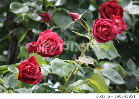 情熱の赤いバラ 燃える赤い薔薇 情熱の赤いバラ 燃える赤い薔薇 140543951