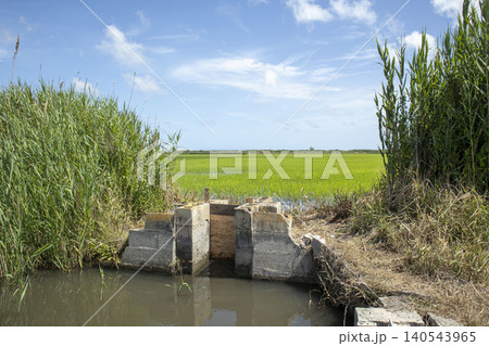 Concrete gate stands in water, managing flow from canal to green paddy field growing organic Bomba rice under a clear sky. Water reflects the lush surroundings with tall grass. Concrete gate stands in water, managing flow from canal to green paddy field growing organic Bomba rice under a clear sky. Water reflects the lush surroundings with tall grass. 140543965