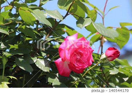 情熱の赤いバラ 燃える赤い薔薇 情熱の赤いバラ 燃える赤い薔薇 140544170