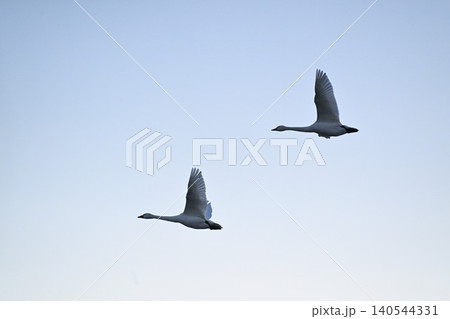 冬の瓢湖と白鳥(新潟県阿賀野市) 冬の瓢湖と白鳥(新潟県阿賀野市) 140544331