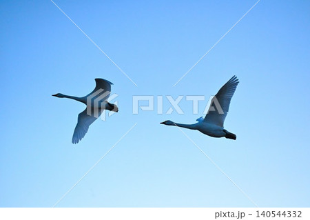 冬の瓢湖と白鳥(新潟県阿賀野市) 冬の瓢湖と白鳥(新潟県阿賀野市) 140544332