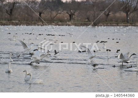 瓢湖の水面を飛ぶ白鳥の群れ(新潟県阿賀野市) 瓢湖の水面を飛ぶ白鳥の群れ(新潟県阿賀野市) 140544360
