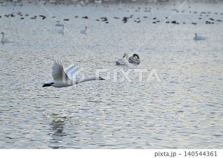 瓢湖の水面を飛ぶ白鳥の群れ(新潟県阿賀野市) 瓢湖の水面を飛ぶ白鳥の群れ(新潟県阿賀野市) 140544361