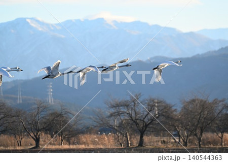 瓢湖の水面を飛ぶ白鳥の群れ(新潟県阿賀野市) 瓢湖の水面を飛ぶ白鳥の群れ(新潟県阿賀野市) 140544363