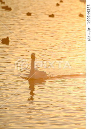 冬の瓢湖と白鳥(新潟県阿賀野市) 冬の瓢湖と白鳥(新潟県阿賀野市) 140544378