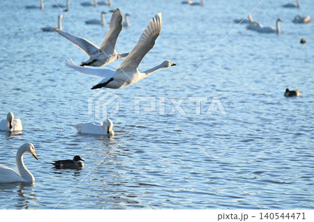 冬の瓢湖と白鳥(新潟県阿賀野市) 冬の瓢湖と白鳥(新潟県阿賀野市) 140544471